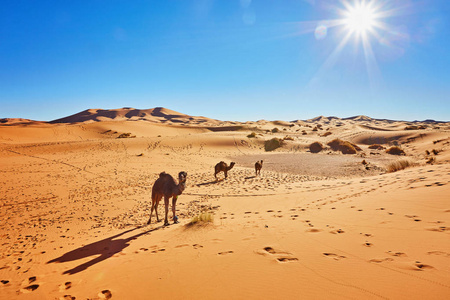 骆驼商队在撒哈拉大沙漠，Erg ，梅尔祖加，摩洛哥的大沙丘的剪影