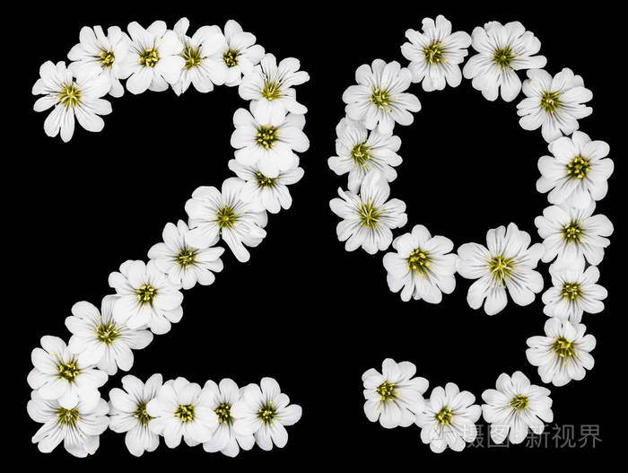 阿拉伯文数字29二十九二十二九从cerastiumtomentosum的白色花被隔绝