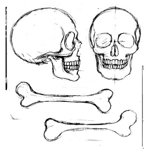 人类头骨的集合图片-人类头骨的集合素材-人类头骨的集合插画-摄图新