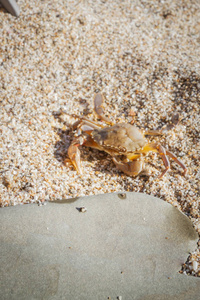 活蟹坐在沙滩上平坦的石头上图片