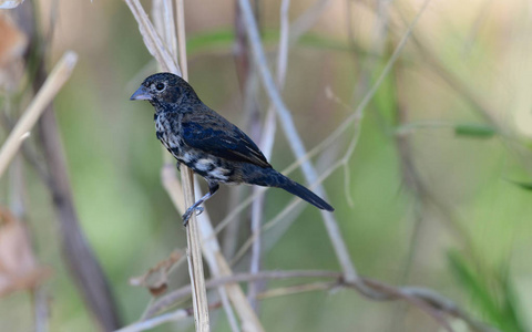 关闭蓝色黑色 Grassquit Volatinia jacarina 男性