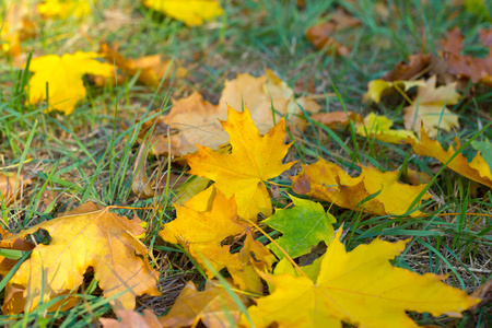 地上的秋黄叶