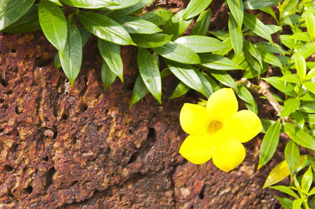 红砖墙与花