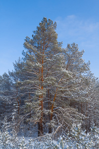 特写大雪松树