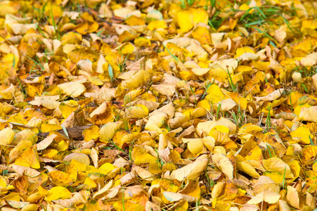 纹理, 背景, 图案。黄红秋叶在地上, 美丽的秋叶地毯