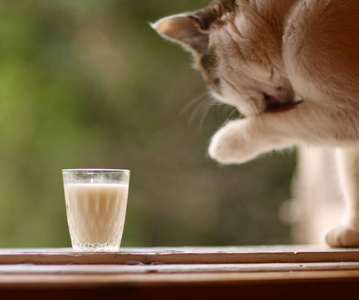 饥饿的猫喝牛奶从蓝色碗的嘴唇