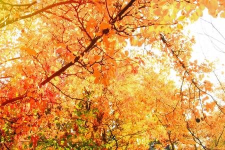 秋天五颜六色的鲜艳的树木背景。晴天背景下的宏叶, 复制空间