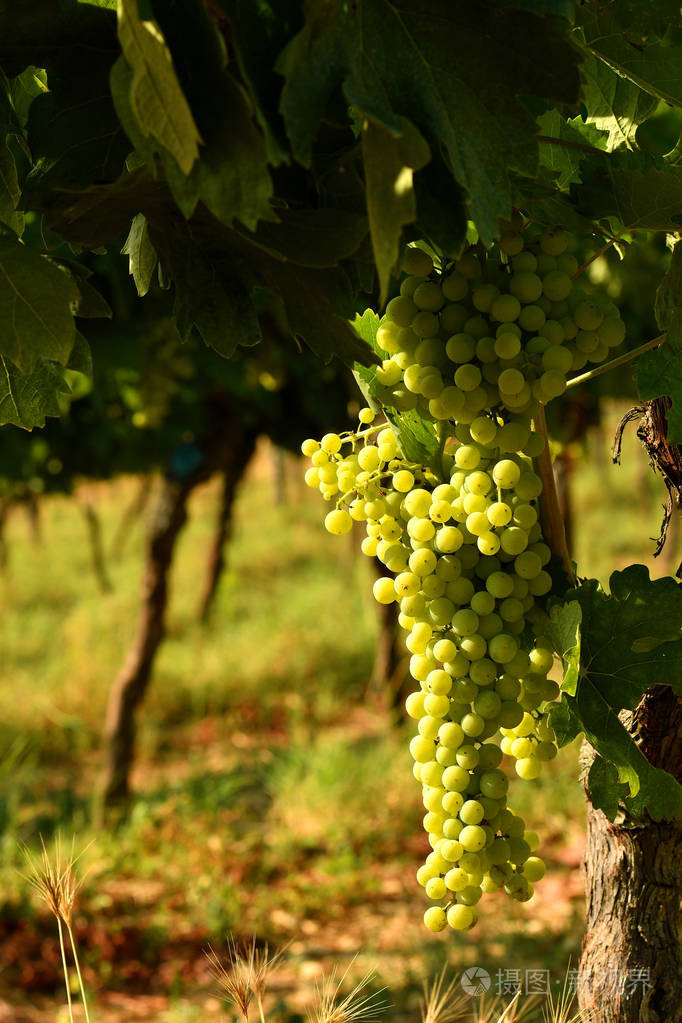 意大利基安蒂地区葡萄园的白葡萄