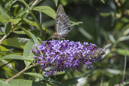 可爱的蝴蝶在 buddleia