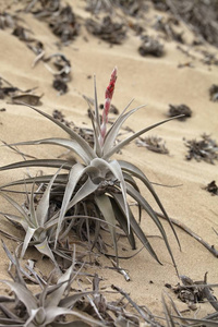 bromelie 在极端干旱条件下的沙, 蹶子, 秘鲁