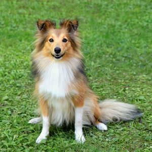 典型的设得兰群岛牧羊犬