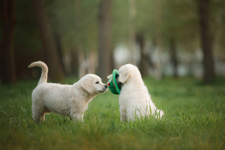 两只金色的猎犬 puppys 奔跑在草地上玩耍