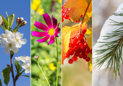 郁金香球茎四季春花滴眼液的四季春推荐排序热门下载最新上线精品全部
