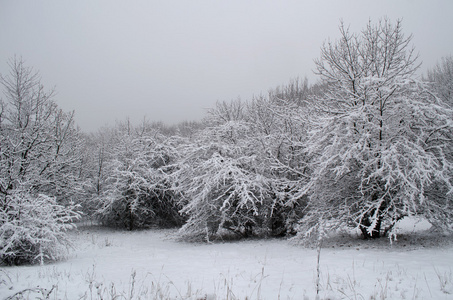 克里米亚积雪覆盖的木材乌克兰