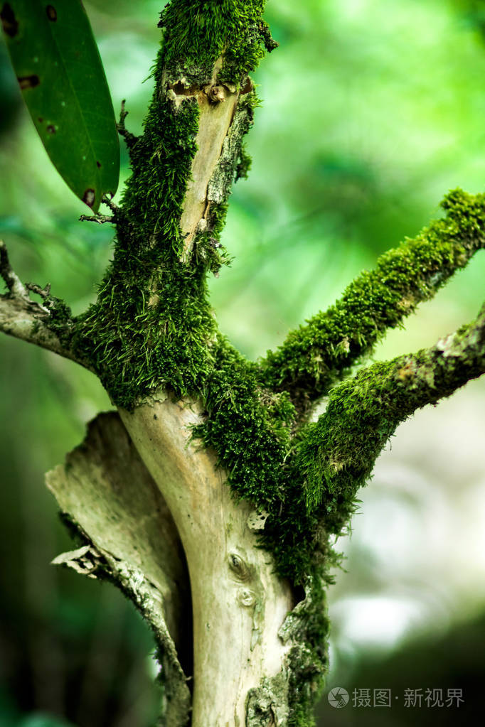 亚热带气候下苔藓生长在树木和岩石中