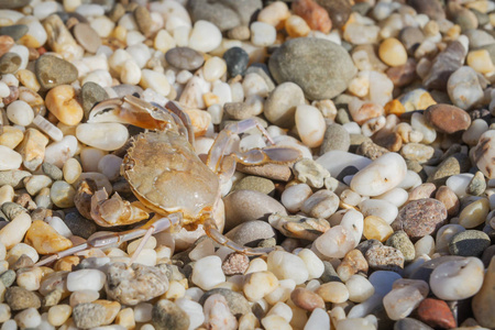 石头蟹夏天在沙滩上坐在小石头上的活螃蟹照片