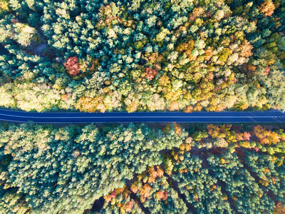 通过五颜六色的秋天森林的道路