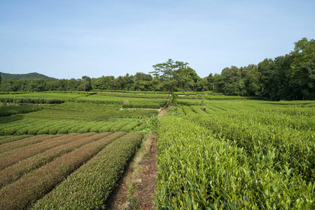 秋天阳光下的绿茶种植园