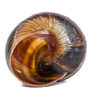 蜗牛螺旋壳, 白色背景隔离