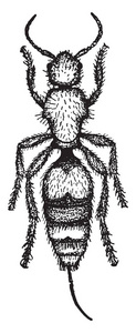 天鹅绒蚂蚁, 也被称为牛杀手, 老式线条绘制或雕刻插图
