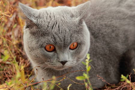 英国小猫在秋天的公园