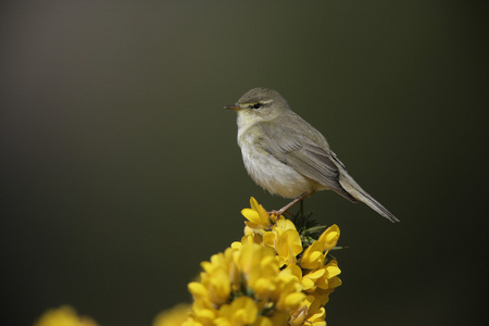 杨柳莺 phylloscopus 蜂鸟