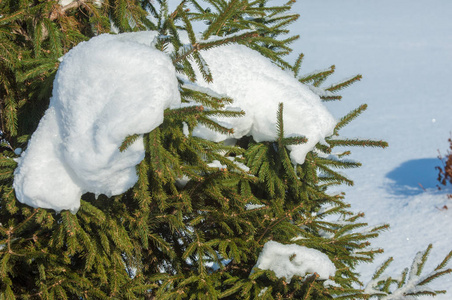 冬季景观。在云杉的分支有雪的大储积。从天空落下, 淡淡的雪花, 在空中起舞, 躺在树枝上
