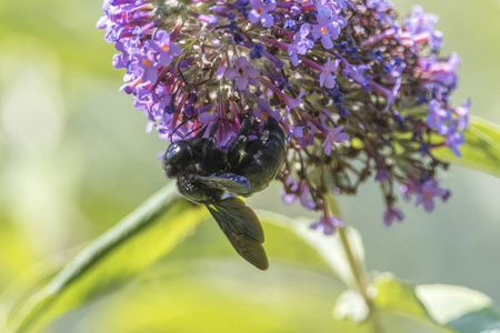 大黄蜂在 buddleia