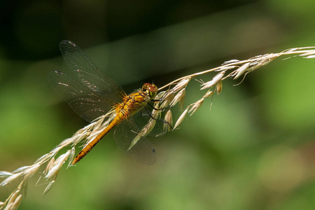 Dragenfly 栖息在草茎特写