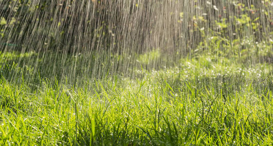 清新的雨滴和夏日的绿色花园图片