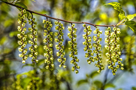 stachyurus 草树枝与 rhytmically 安排的黄绿色花九枝