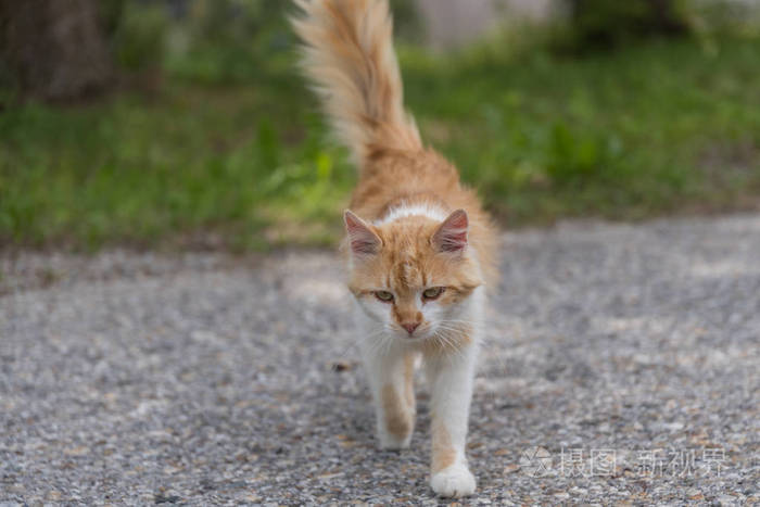 自由奔跑棕在路街道猫