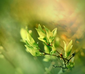 新鲜的 年轻的 绿色的春天的树叶