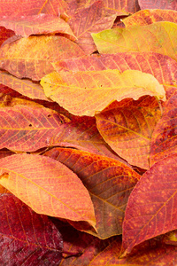 纹理, 背景, 图案。秋天。樱桃叶叶子在白色隔绝的背景下