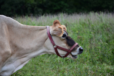 一只新泽西的母牛睁着嘴凝视着