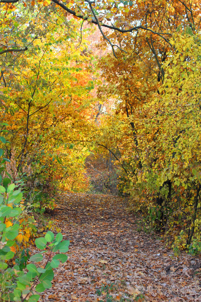 美丽的秋天风景与五颜六色的树木自然背景秋季季节