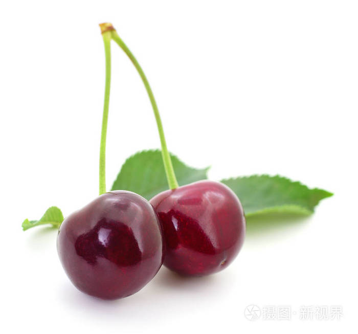 白色背景的两个茎叶甜樱桃