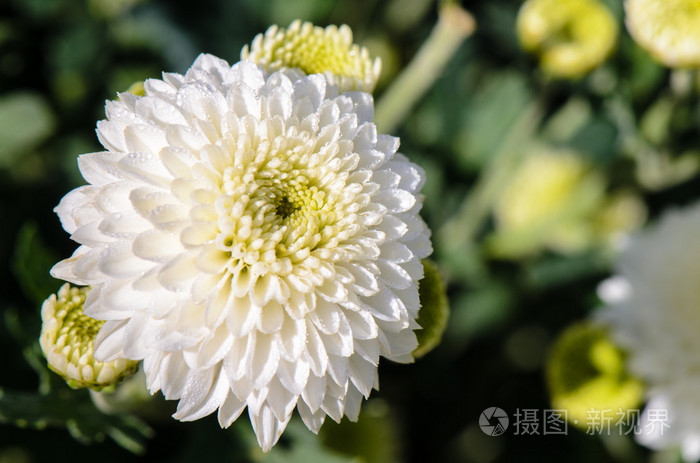 花园里的白菊花菊花花照片 正版商用图片0uzt 摄图新视界