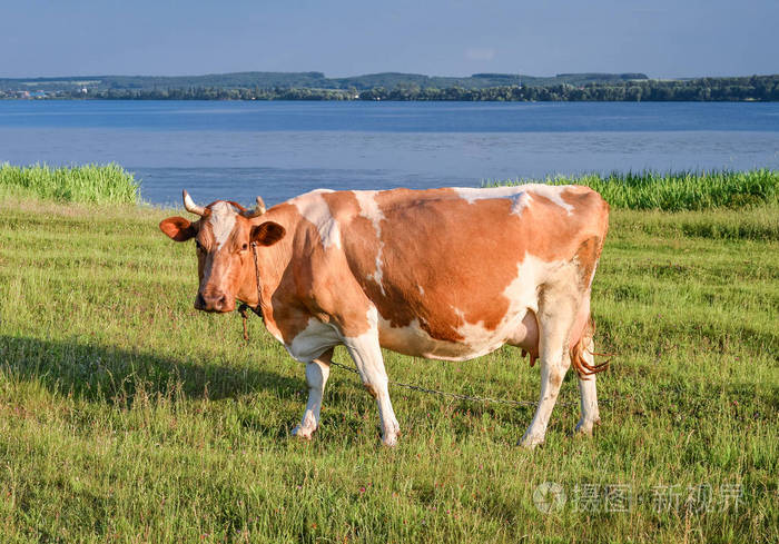 在河边的牧场上, 年轻的红白斑点牛的肖像.奶牛全长接近.