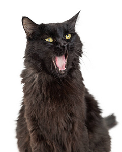 滑稽的黑猫与张开的宽嘴打呵欠在白色背景上, 特写