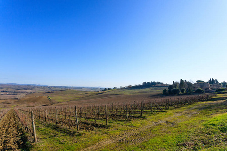 从托斯卡纳山葡萄园的行。意大利农业。美丽的风景