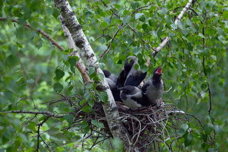 的鸟与它的母亲乌鸦喂养幼鸟两个鸡蛋在鸟巢乌鸦喂养幼鸟窝里的小鸡