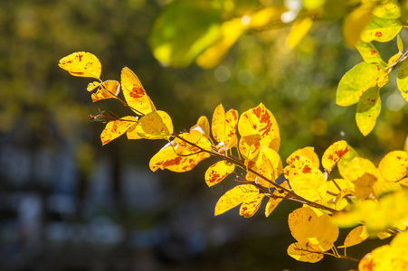 纹理, 背景, 图案。树在秋天, 美丽的沉闷的时间, 明亮的叶子在枝, 绿色红色黄色