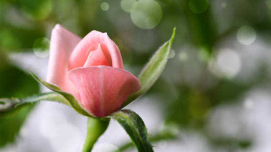 宏粉红色的玫瑰, 年轻的花朵关闭视图与散景。春季背景。选择性聚焦
