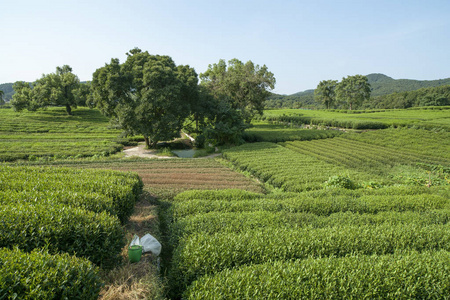 秋天阳光下的绿茶种植园