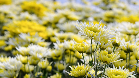 菊花菊花花朵花园图片