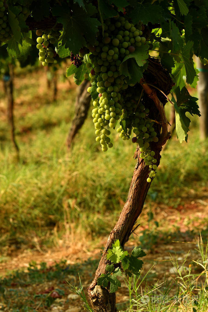意大利基安蒂地区葡萄园的白葡萄