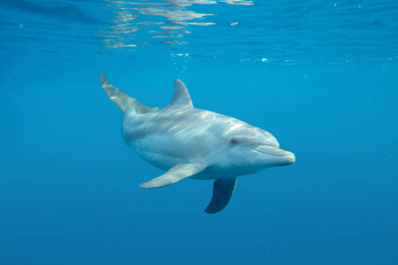 海底世界海豚图片