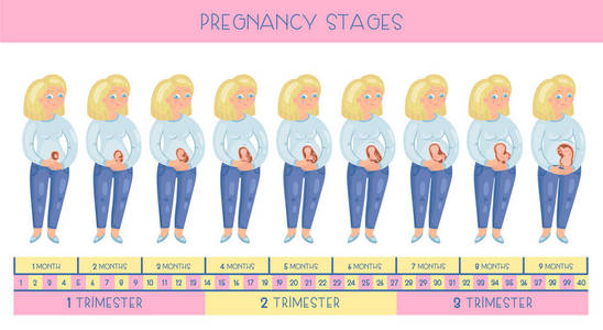 妊娠分期胚胎发育月份照片