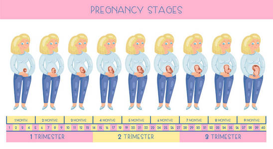 可爱的怀孕的女人。妊娠分期胚胎发育月份